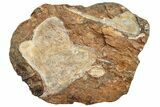 Three Fossil Ginkgo Leaves From North Dakota - Paleocene #253844-1